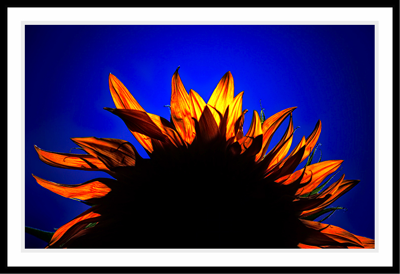 Sunflower lighted from behind.